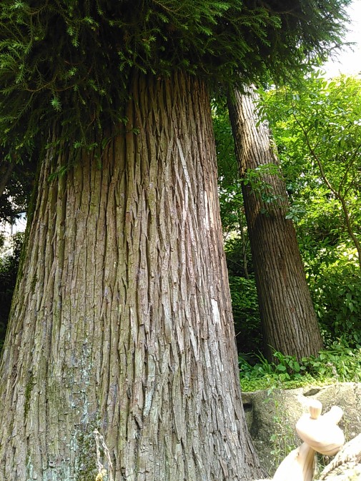 神社には大きな杉の木があるよ。