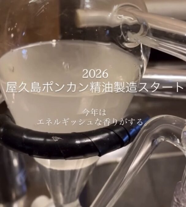 2026ポンカン精油製造スタート